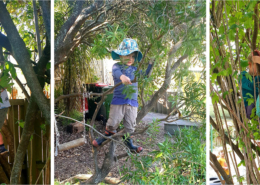 Tree climbing at kindy